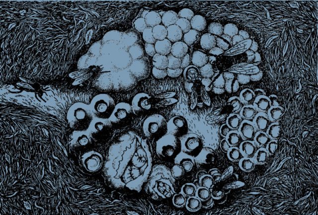 Почему насекомые окрашены по разному
