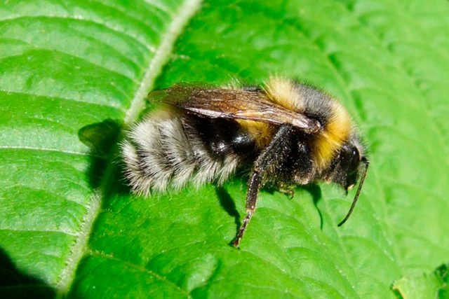 Почему насекомые окрашены по разному