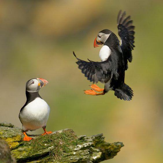 атлантический тупик птица