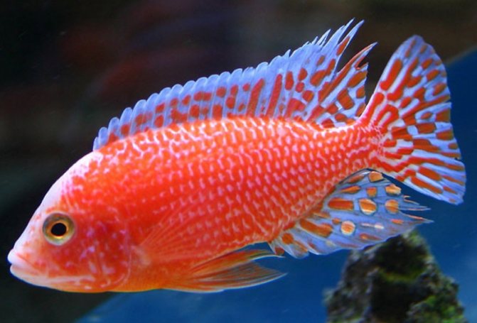 Аулонокара: содержание, совместимость, разведение, виды