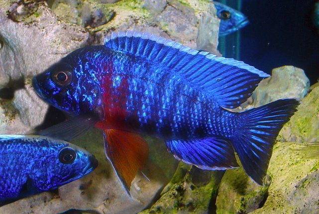 Аулонокары