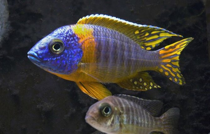 Аулонокары