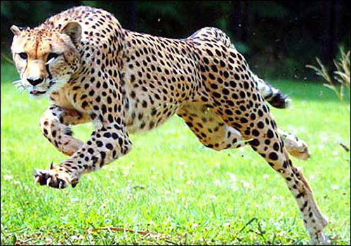 азиатский гепард