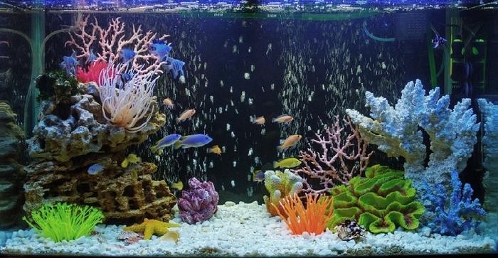 Полиптерус сенегальский: содержание, совместимость