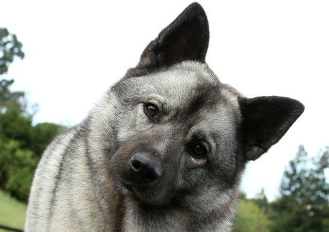 Описание норвежских элкхаундов: внешность и характер скандинавской лосиной лайки