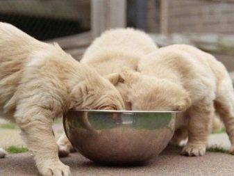 Лундехунд - стандарт породы, как содержать и ухаживать за норвежской собакой, выбор щенков и дрессировка