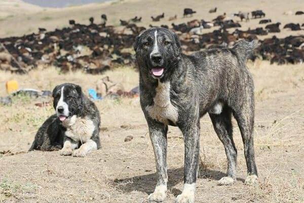 Какие существуют собаки волкодавы: описание русских, немецких и азиатских пород