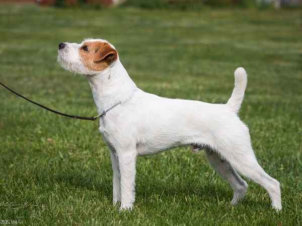 Джек-рассел-терьер — описание породы собак от А до Я