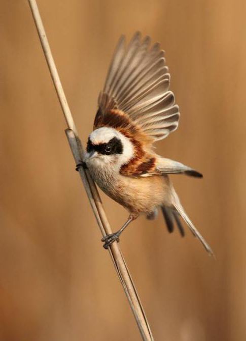 Птица овсянка: виды, описание, видео, самец и самка, фото