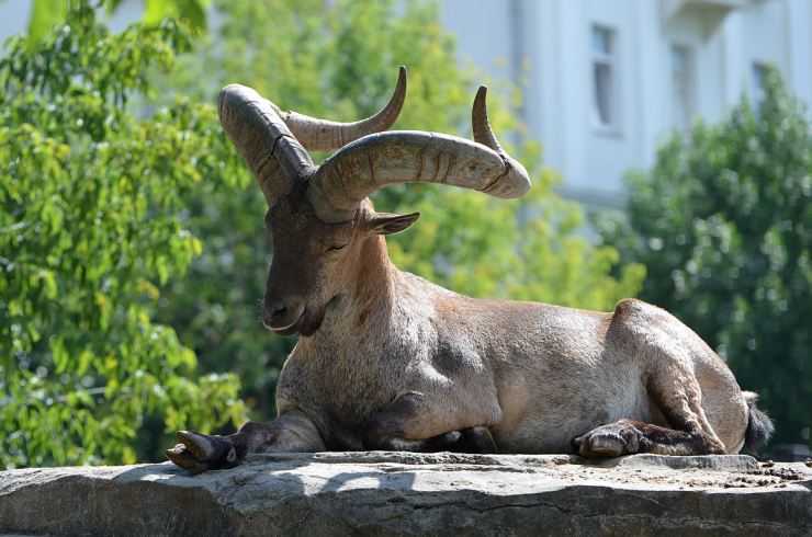 Горный баран – фото, описание, ареал, питание, размножение, враги