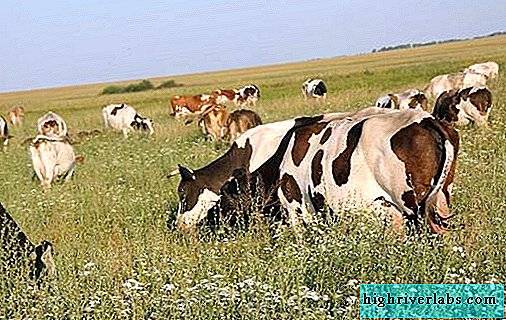 Редкие животные из Красной книги Приморского края — список, характеристика и фото