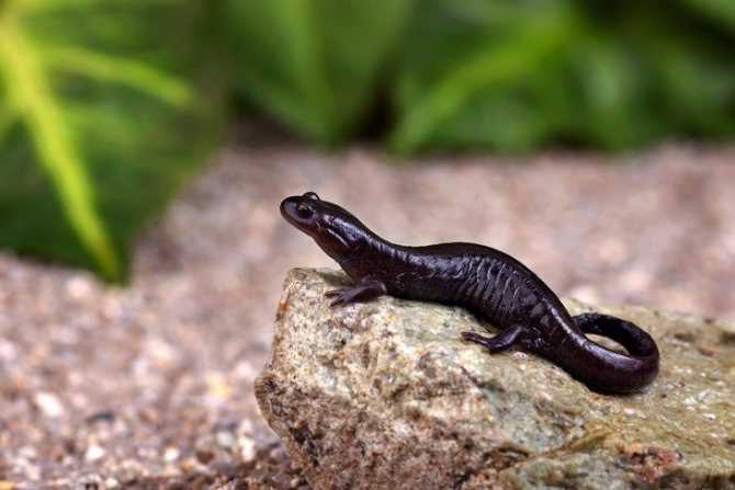 Сибирский углозуб — интересные факты и сведения