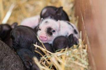 Маленькая декоративная свинка: уход и содержание мини пиги в домашних условиях