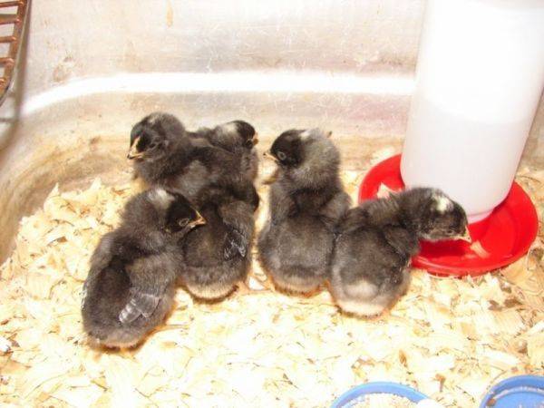 Плимутрок - порода кур: описание и характеристики (полосатый, белый)