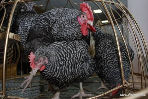 Плимутрок - порода кур: описание и характеристики (полосатый, белый)