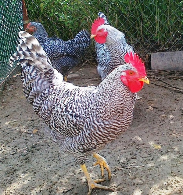 Плимутрок - порода кур: описание и характеристики (полосатый, белый)