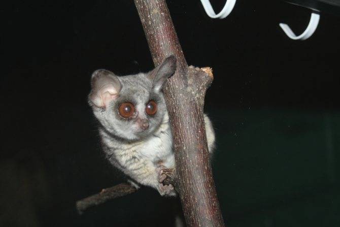 Галаго: среда обитания и особенности