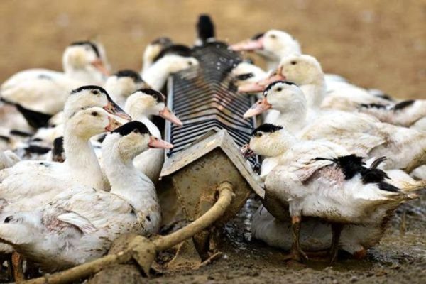 Самые яркие и позитивные виды птиц мира