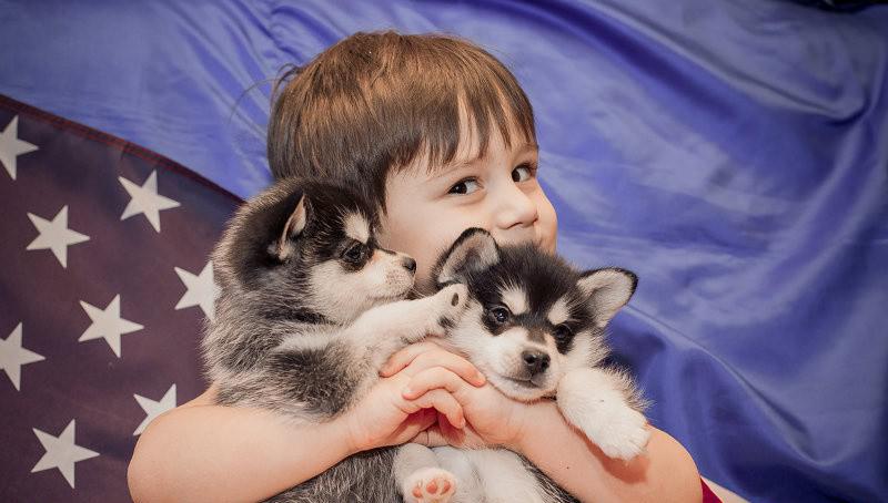Мини-хаски - внешний вид и характер, уход и содержание маленькой собачки