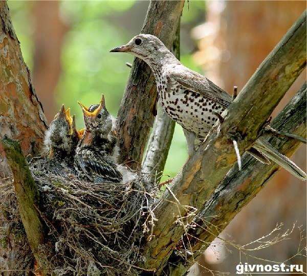 Дрозд рябинник