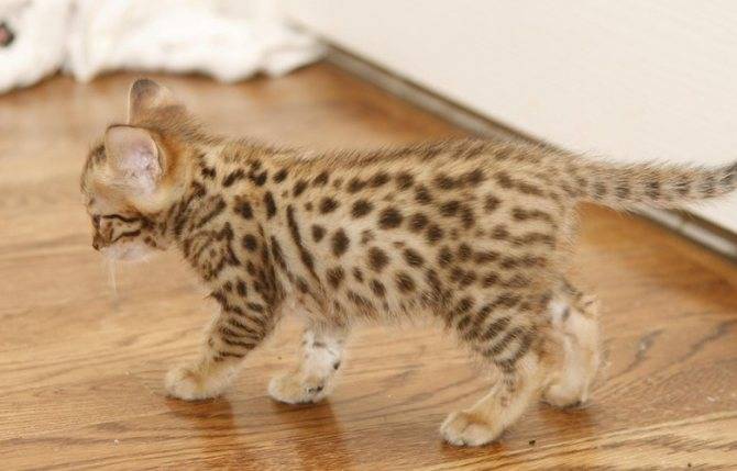 Usher cat: эксклюзив или лохотрон