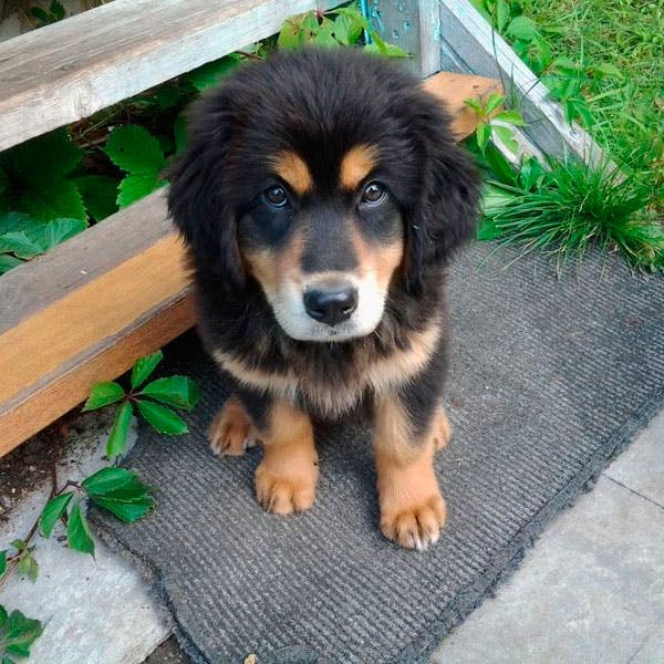 Подробная характеристика и особенности бурят-монгольских волкодавов хотошо