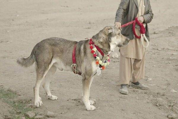 Какие существуют собаки волкодавы: описание русских, немецких и азиатских пород