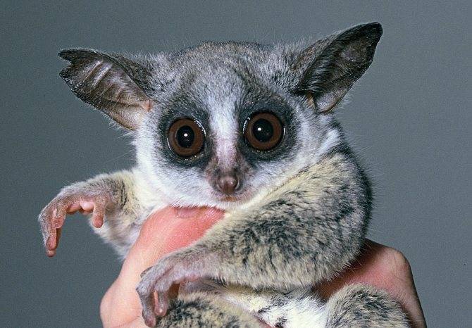 Галаго: среда обитания и особенности