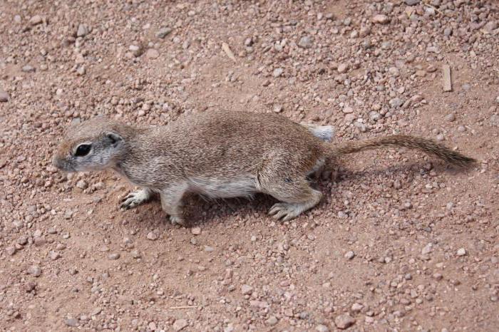 Суслик: описание, где живут, сколько живут, что едят