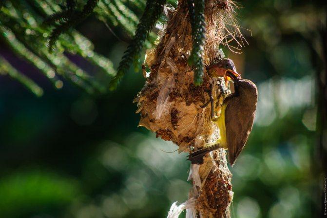 Нектарница: интересные факты о птицах