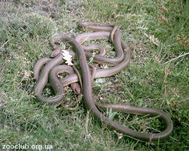 Желтобрюхий полоз, опасен ли укус змеи