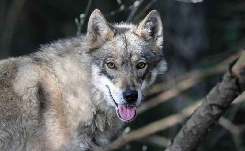 Волкособы: что представляет собой гибрид волка и собаки