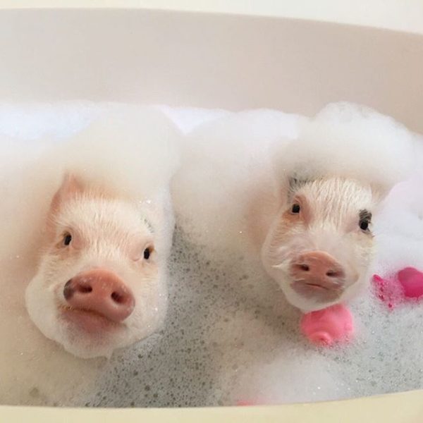 Маленькая декоративная свинка: уход и содержание мини пиги в домашних условиях