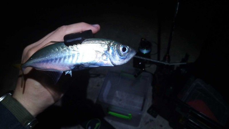 Ставрида (черноморская рыба): как ловить, места обитания, внешний вид, размеры, повадки, список самых уловистых приманок для ставриды