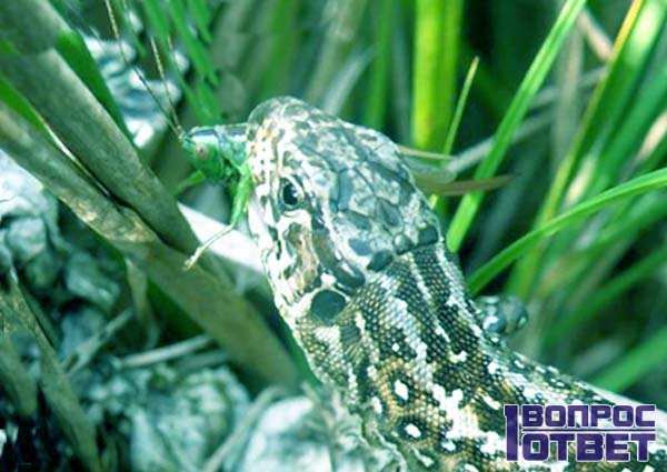 Домашняя игуана