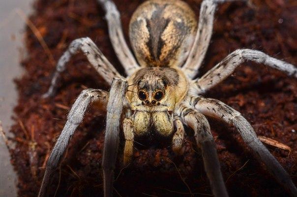 Что это за паук Тарантул
