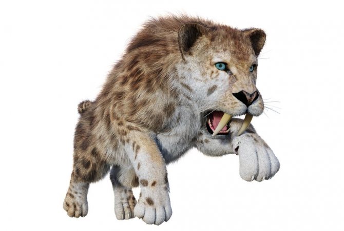 Породы кошек с тигровым окрасом, реально похожих на тигра