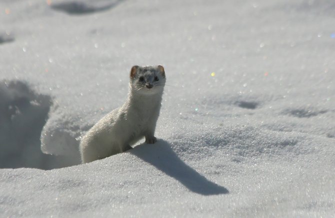 Ласки домашние: уход и содержание