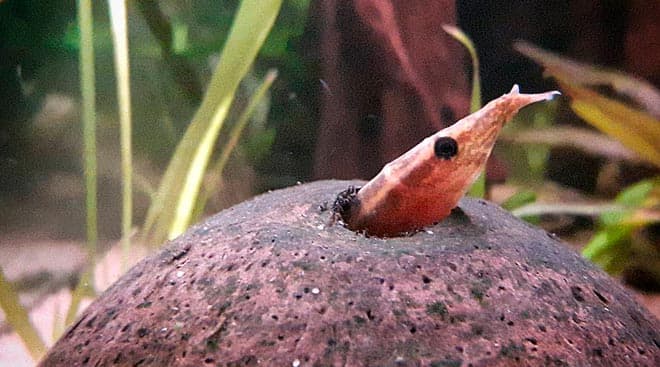 Макрогнатус глазчатый (аквариумный угорь): уход, совместимость с другими рыбками, содержание рыбки, фото, продолжительность жизни Макрогнатус глазчатый (аквариумный угорь): уход, совместимость с другими рыбками, содержание рыбки, фото, продолжительность жизни