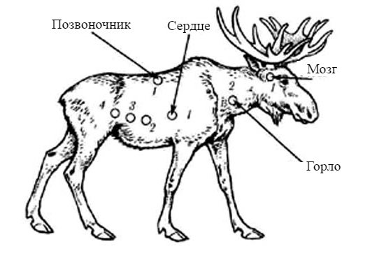 Убойные места лося - куда нужно целиться, область поражения сохатого