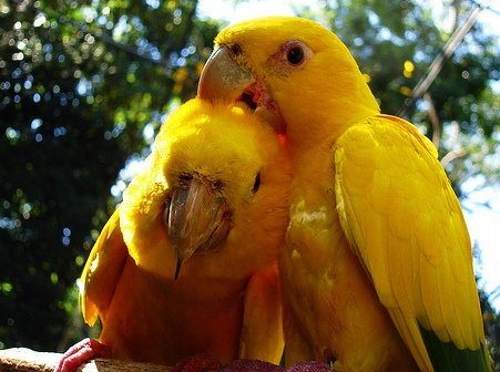 Попугай Аратинга: солнечный, золотой, яндайя, черноголовый