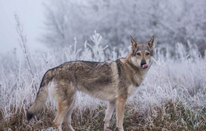 Как выглядят русские, юланские или сарлосские вольфхунды: характеристика породы