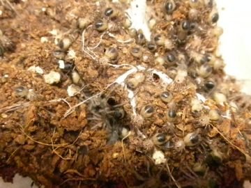 Что это за паук Тарантул