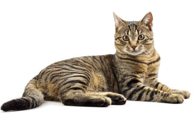 Породы кошек с тигровым окрасом, реально похожих на тигра