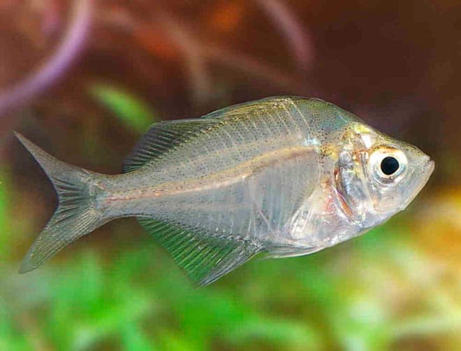 Стеклянный окунь (цветная, индийская, прозрачная, окрашенная аквариумная рыбка чанга ранга): содержание, совместимость, разведение (размножение), фото Стеклянный окунь (цветная, индийская, прозрачная, окрашенная аквариумная рыбка чанга ранга): содержание, совместимость, разведение (размножение), фото