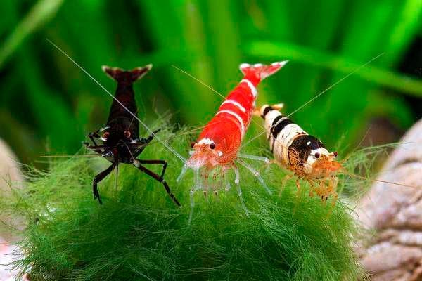 Cкалярии совместимость с другими рыбками (с кем уживаются и живут в одном аквариуме, можно содержать аквариумную рыбку, кого подселить) с таблицей: неоны, барбусы, гуппи, золотые рыбки, гурами, креветки, данио, петушки, сомы, боции, моллинезии, пецилии, радужницы, расборы, лабео, тетры, меченосцы, цихлиды Cкалярии совместимость с другими рыбками (с кем уживаются и живут в одном аквариуме, можно содержать аквариумную рыбку, кого подселить) с таблицей: неоны, барбусы, гуппи, золотые рыбки, гурами, креветки, данио, петушки, сомы, боции, моллинезии, пецилии, радужницы, расборы, лабео, тетры, меченосцы, цихлиды