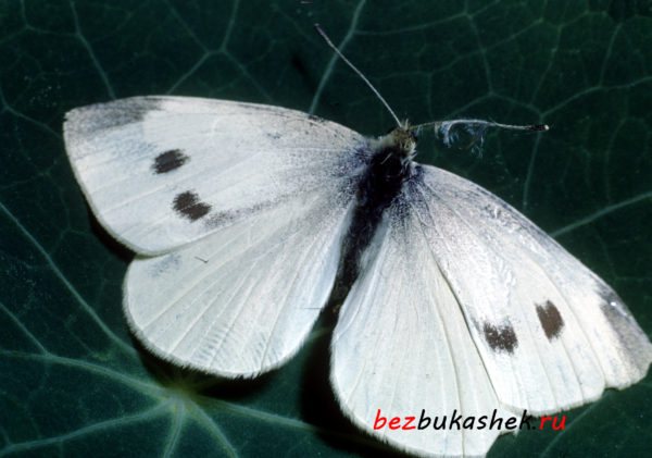 Бабочка-капустница