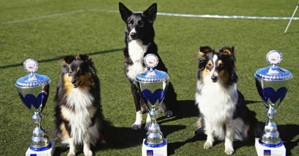 Аджилити для собак: что это такое, соревнования, породы