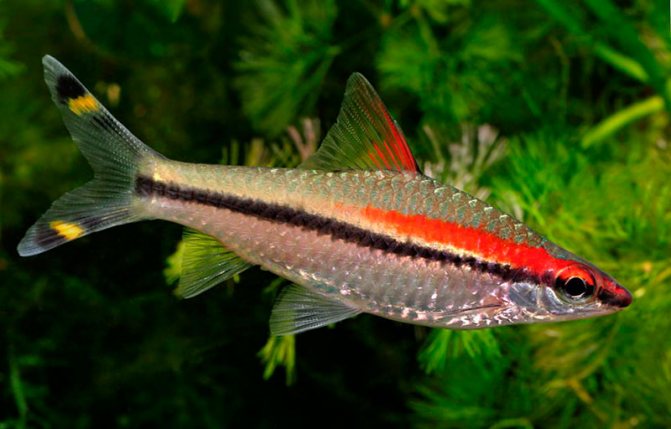Все о размножении барбусов в домашних условиях