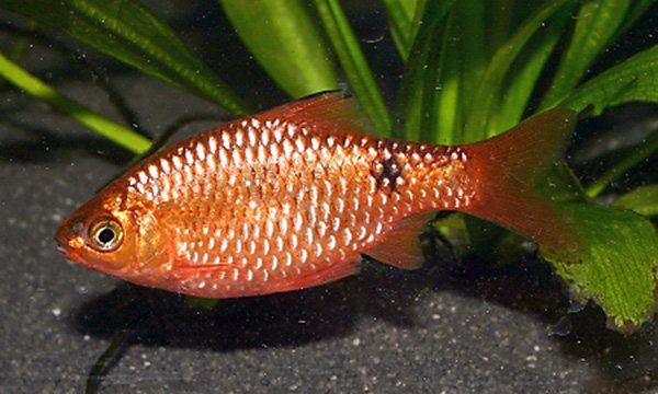 Все о размножении барбусов в домашних условиях